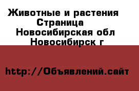  Животные и растения - Страница 2 . Новосибирская обл.,Новосибирск г.